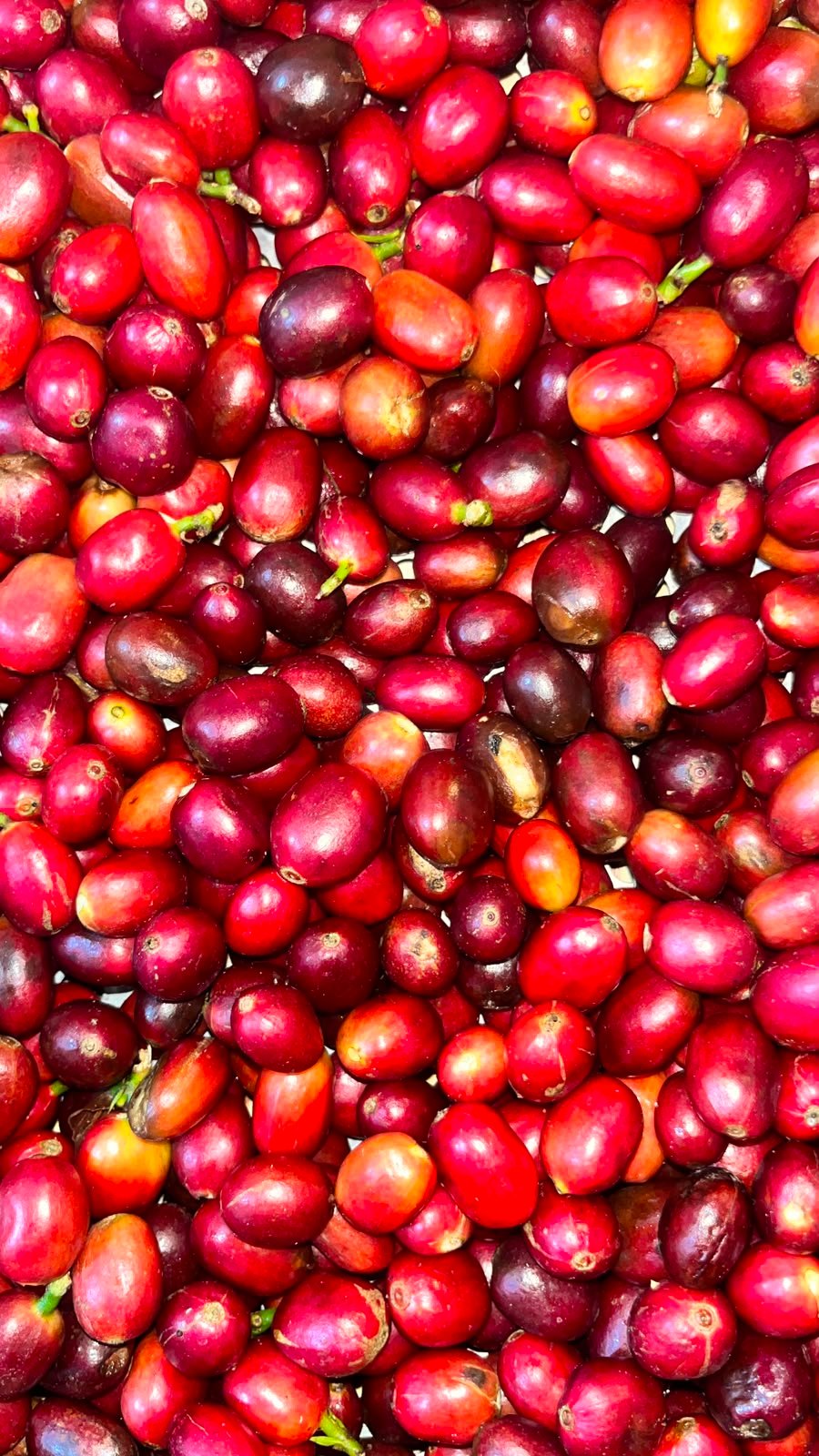 Arabica Coffee
